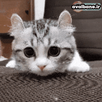 Cat GIF by avalbano