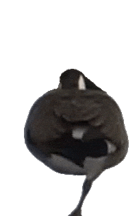 Look Hello Sticker by SVT