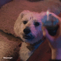 Dog Supergirl GIF by DC