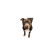 Dogs Pitbull Sticker by Athletes and Causes