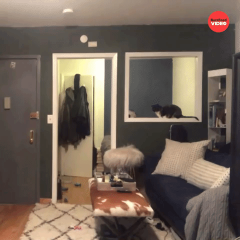 Cat reacts to owner falling