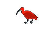 Bird Guaratuba Sticker by Guará Mapping Festival