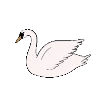 White Swan Bird Sticker by Chupi