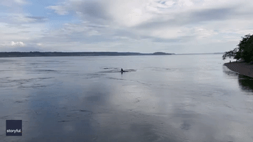 Orcas Delight Onlookers as They Swim Under Fox Island Pier