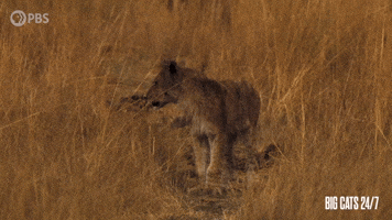 Lion Cub Calling For Mother