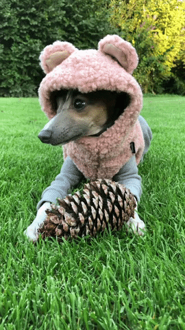 Pinecone GIF by Desiree
