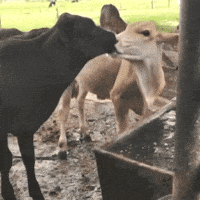 Kisses Drinking GIF by Luis Ricardo