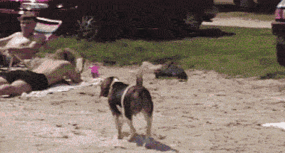 dog bra GIF