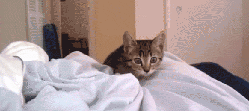 kitten attack GIF