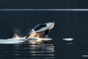 whales GIF