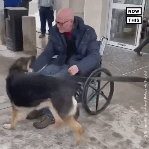 Video gif. German Shepherd climbs on the lap and smothers the face of a man using a wheelchair as he reaches to pet the dog.