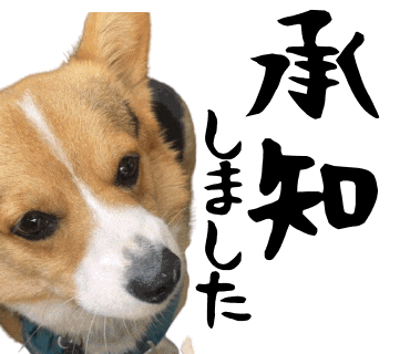 Corgi Milo GIF