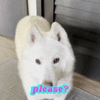 Sad Puppy GIF