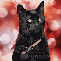 unscreen giphyupload cat no bored GIF
