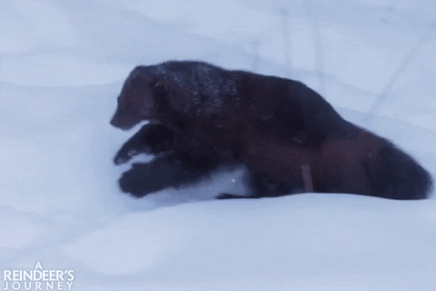 screenmediafilms giphyupload tumble tumbling screen media films GIF