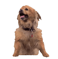 save them all best friends Sticker by Best Friends Animal Society