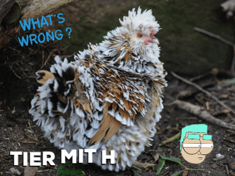 Chicken H GIF by lexolino.de