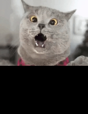 WolfStar giphygifmaker scaredy cat scared cat fraidy cat GIF