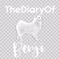 Benji Samoyed GIF