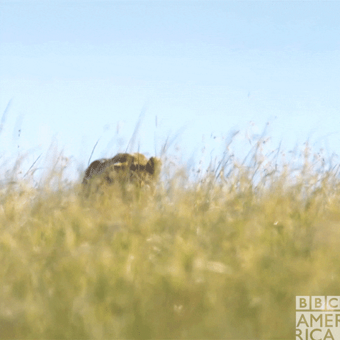 sir david attenborough wildlife GIF by BBC America