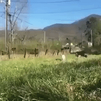 Video gif. Baby goat prances toward us in a grassy field, then pauses when it reaches us and licks its lips.