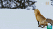 planet earth 2 success GIF by BBC Earth
