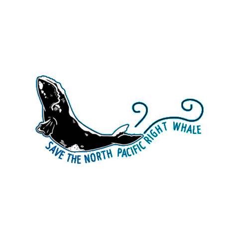 nprightwhale giphygifmaker swimming whale conservation Sticker
