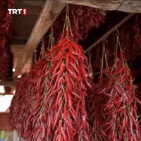 Piper Tat GIF by TRT