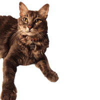 Banco De Occidente Sticker by Grupo Aval