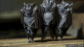 bat dancing GIF by Cheezburger