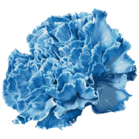 Flower Carnation Sticker