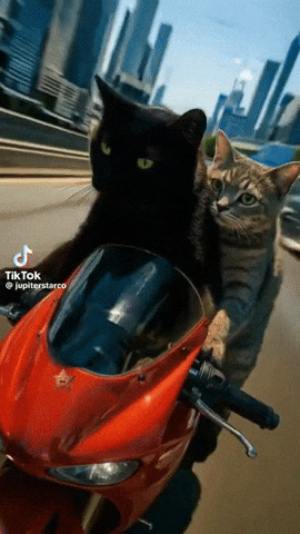 paolog67 giphyupload cats race street GIF