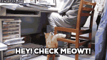 attention please meow GIF