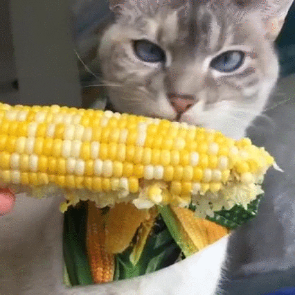 kitty corn GIF