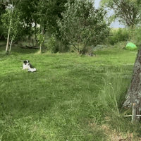 Drift Drifting GIF