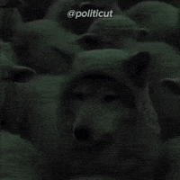 Wolf In Sheeps Clothing GIF