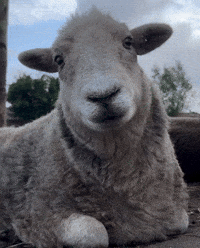 Sheep Koyun GIF
