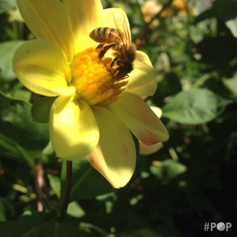 flower bee GIF by GoPop