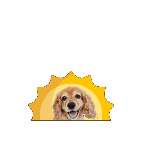 Campcocker2025 Sticker by Camp Cocker Rescue