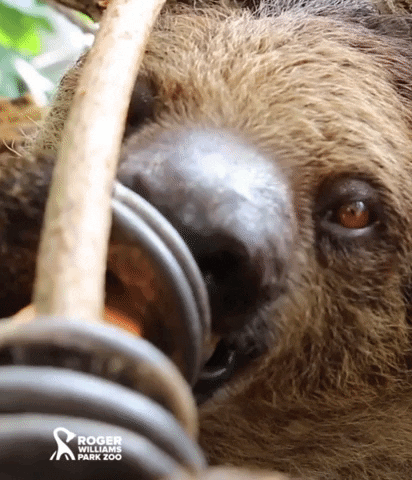 Hungry Food GIF by Roger Williams Park Zoo