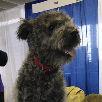 GIF by Westminster Kennel Club