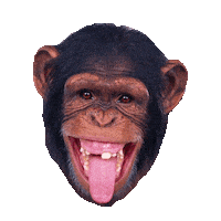 laugh laughing STICKER by imoji