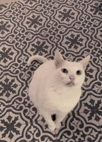 Bonk GIF