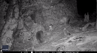 Trail Camera Captures Intriguing Encounter Between Raccoon and Bobcats