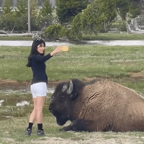 Woman Takes Selfie Dangerously Close to Bison