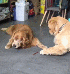 cuteanimalland giphyupload GIF