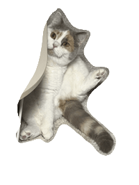 kungfuya cat 고양이 쿵푸야 김푸 Sticker