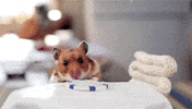 Hamster Burrito GIF