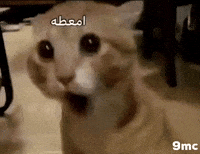 Cat Omg GIF by Bashar
