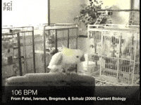 Happy Dance GIF by Science Friday